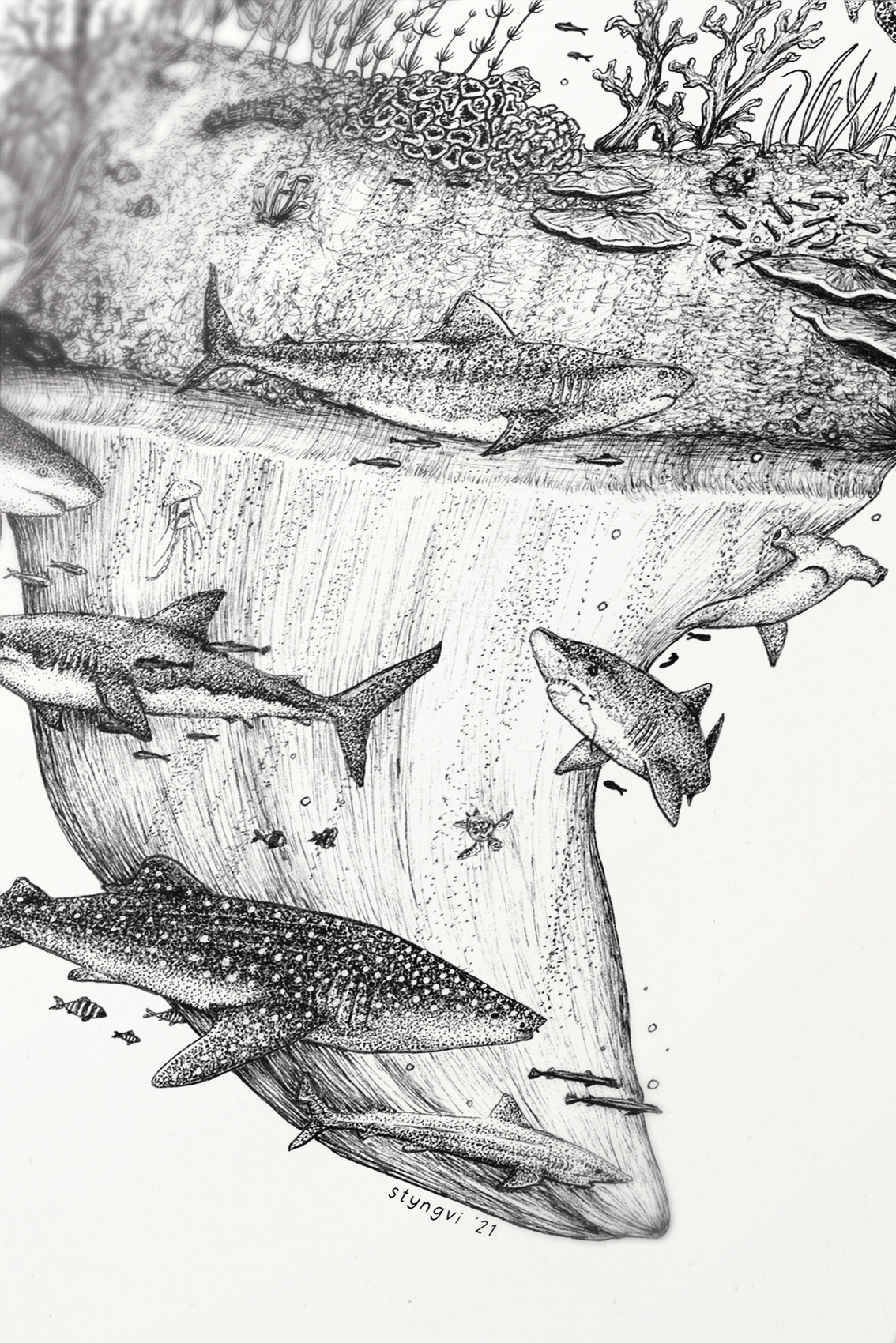 Prodigi Fine art A4 Portrait Shark Tooth - A4 Fine Art Print