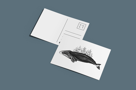Bowhead Whale - A6 Postcard